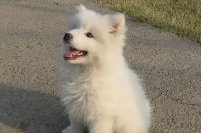 为什么萨摩耶是禁养犬