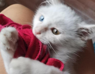 猫咪喜欢叼毛巾的原因