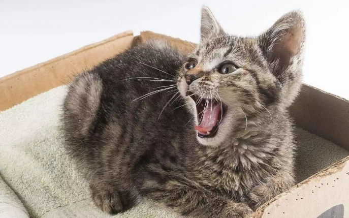 猫对几级地震有反应