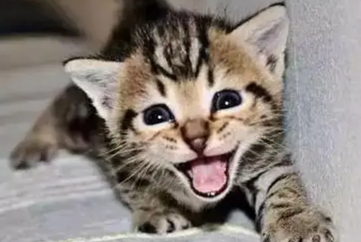 每次出门猫咪都狂叫