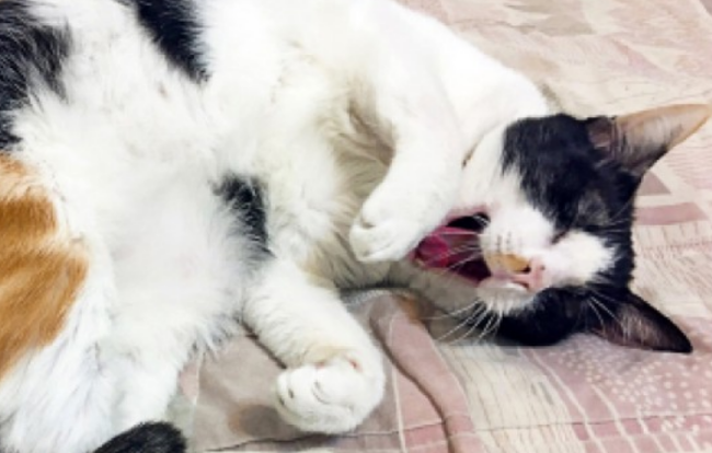 猫咪为什么向主人叫几声呢 猫咪为什么向主人叫几声呢
