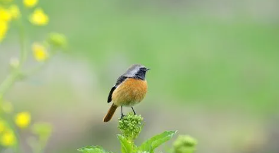 菜花鸟叫声