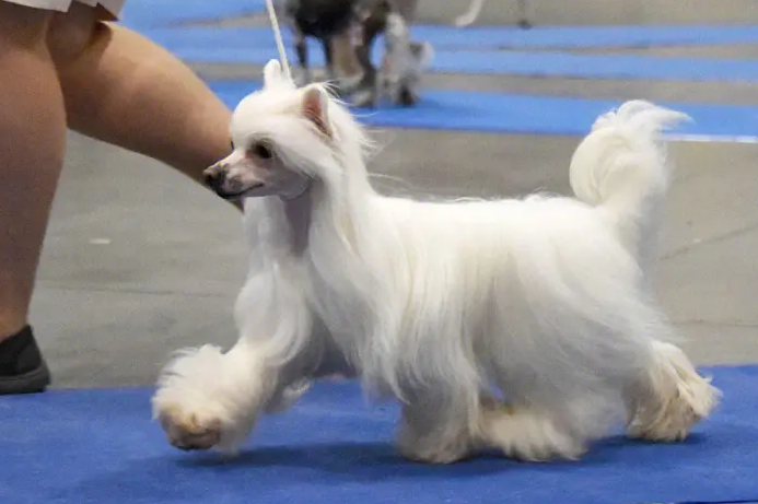 冠毛犬怎么训练出门跟随？你了解过吗？