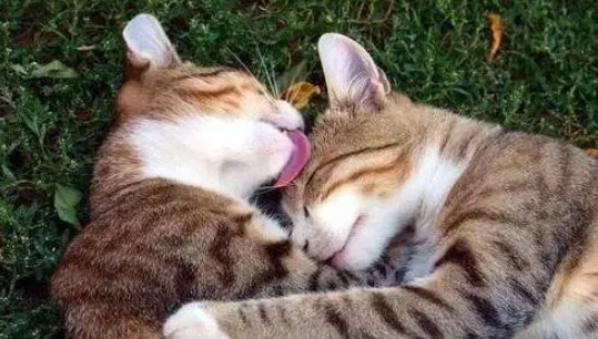 猫爸爸为什么舔自己的孩子 猫爸爸为什么舔自己的孩子