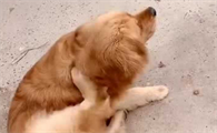 为什么狗一直挠痒痒怎么办