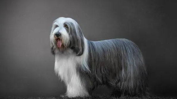 养长须柯利牧羊犬要注意什么？宠主该怎么护理？