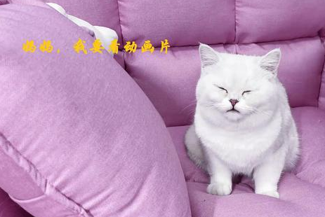 小猫咪故意弄坏主人的东西,嫁祸给哥哥 小猫咪故意弄坏主人的东西,嫁祸给哥哥