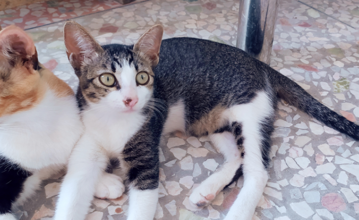 混血猫为什么便宜