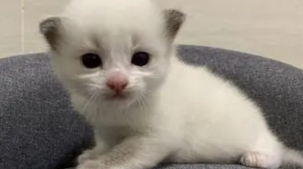 小奶猫为什么会长耳螨？长耳螨的原因？