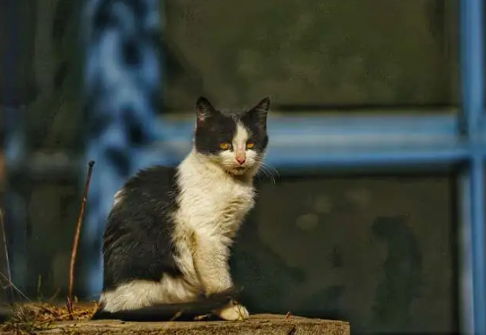 流浪猫养多久才认主人？速来了解一波~