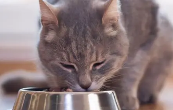 猫咪为什么喜欢吃东西呢 猫咪为什么喜欢吃东西呢