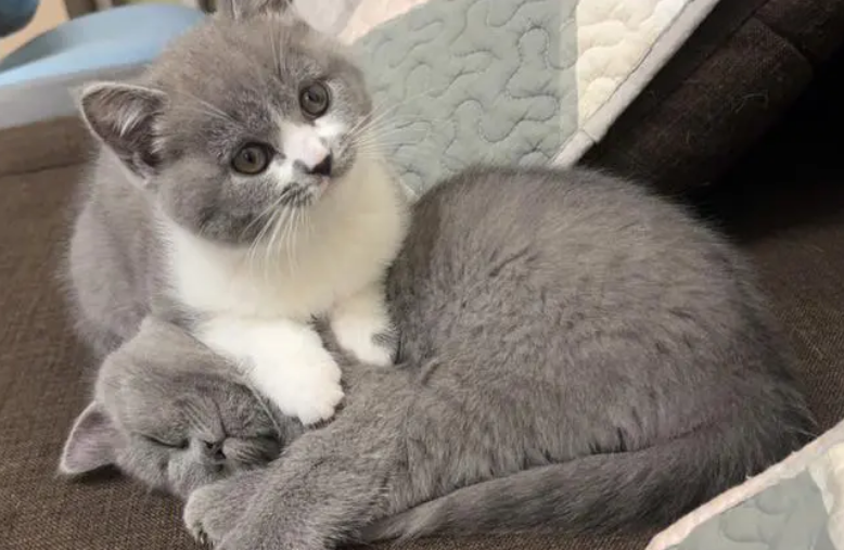 英短蓝猫和什么猫配出来好看 英短蓝猫和什么猫配出来好看