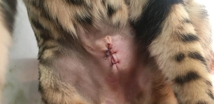 母猫绝育外观能看出来吗