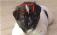 狗狗脑门毛为什么好少啊