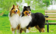 苏格兰牧羊犬怎么训练翻滚呢？这样做最好