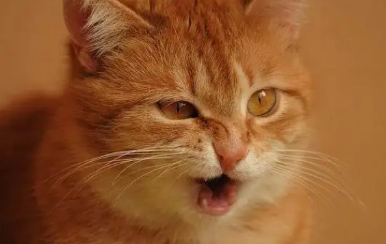 猫咪咳嗽什么原因