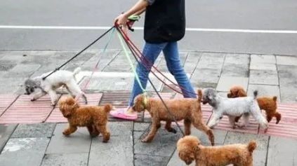 现在小区里养狗的人为什么这么多