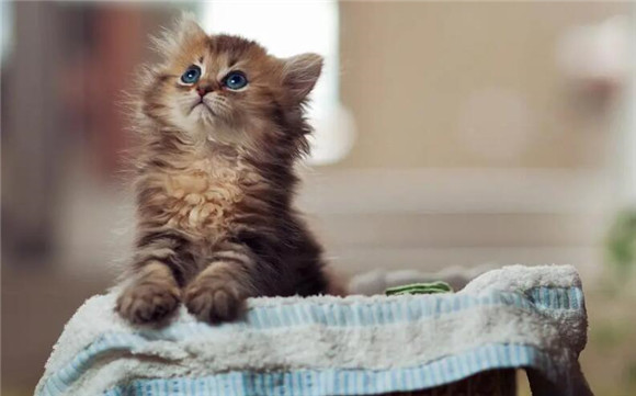 猫咪背上长了个鼓包一碰就疼