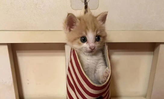 小猫拉稀能自愈吗?宠主不可大意! 小猫拉稀能自愈吗?宠主不可大意!