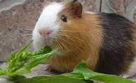 荷兰猪吃什么必死