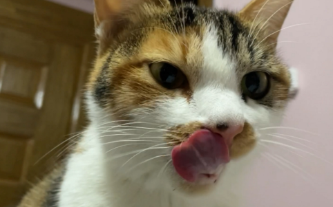 猫咪为什么总是舔嘴唇怎么回事