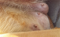 狗狗例假为什么乳房大了很多
