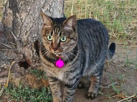 猫在农村走丢了怎么样才能找回来 猫在农村走丢了怎么样才能找回来