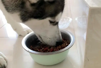 如何教哈士奇不乱吃狗粮呢