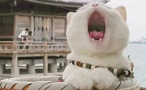 京都“猫猫寺”狂吸粉大喵,信徒超虔诚! 京都“猫猫寺”狂吸粉大喵,信徒超虔诚!