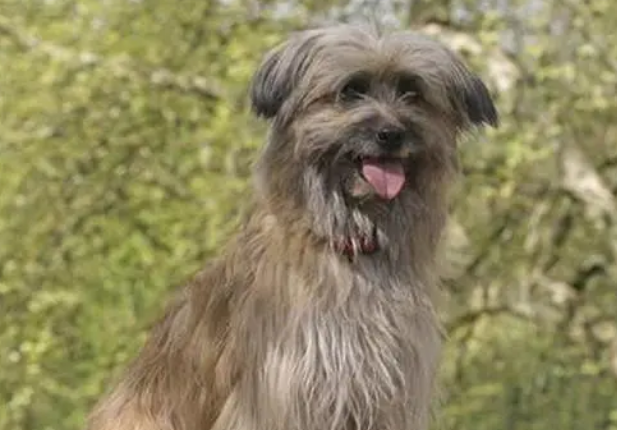 比利牛斯牧羊犬便秘如何是好?解决对策是? 比利牛斯牧羊犬便秘如何是好?解决对策是?