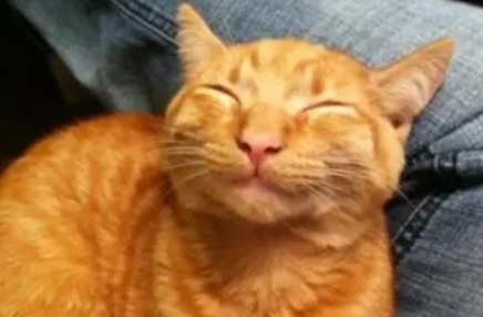 猫咪会对你微笑吗为什么呢