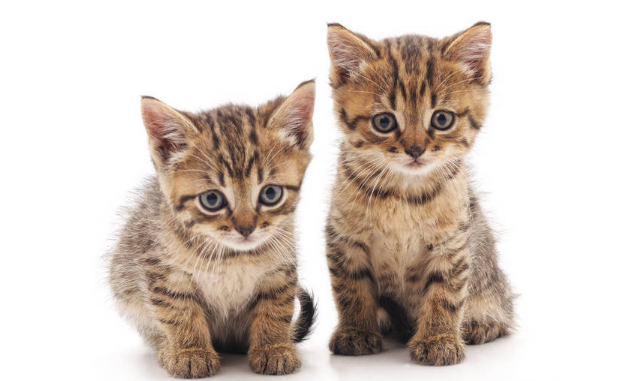 猫咪的脸为什么变色了