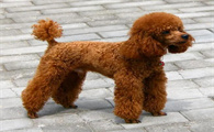 泰迪犬为何那麼瘦？实际上因素有5个，铲屎官别轻视了！