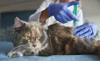 猫多久确认没有狂犬病