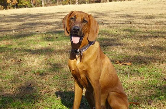 红骨猎浣熊犬得了风湿病怎么办?来了解下吧 红骨猎浣熊犬得了风湿病怎么办?来了解下吧
