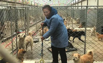 济南有没有领养狗的地方 济南有没有领养狗的地方