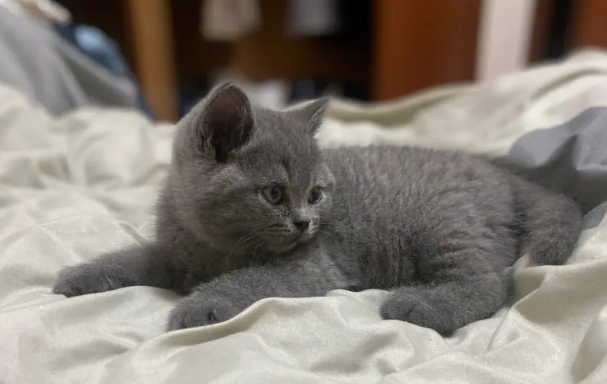 蓝猫不能吃什么食物?你都知道吗? 蓝猫不能吃什么食物?你都知道吗?