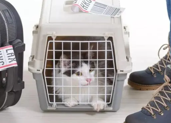 托运猫咪需要什么证明材料 托运猫咪需要什么证明材料
