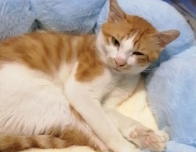 猫咪尿血能自愈吗 猫咪尿血能自愈吗