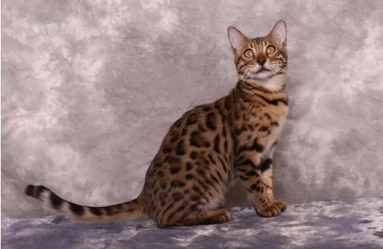 孟加拉豹猫的智商