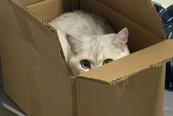 什么快递能寄猫 什么快递能寄猫