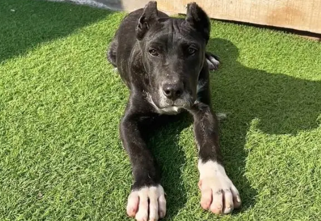 普雷萨加纳利犬价格 普雷萨加纳利犬价格