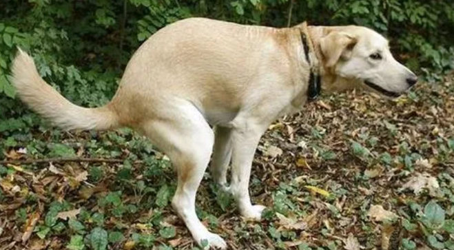 狗狗为什么排便要转圈呢