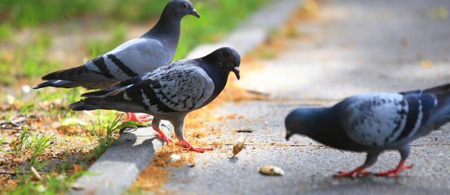 鸟可以喂头孢类消炎药吗