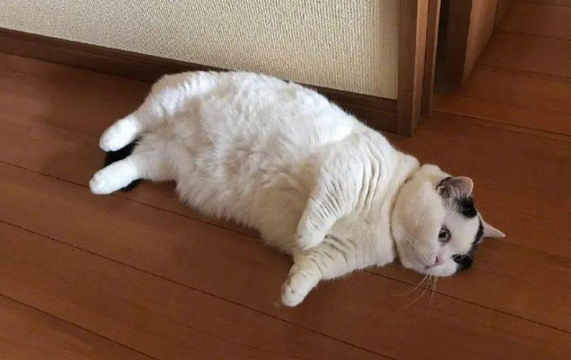 猫不吃不喝只趴着不动