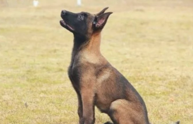 马犬发烧该怎么办？怎么辨别马犬是不是发高烧？