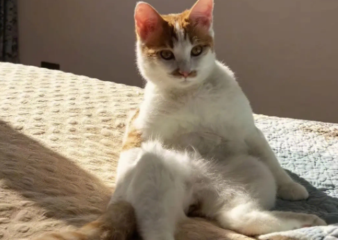 猫咪无征兆下半身瘫痪