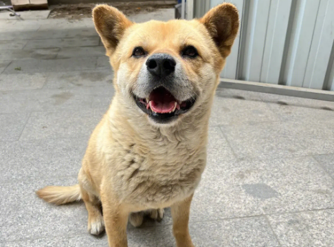 土狗几个月会看家护院