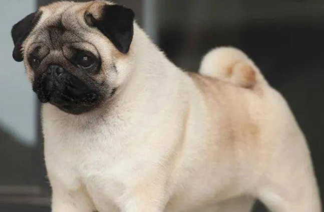 怎么看巴哥犬纯不纯 怎么看巴哥犬纯不纯