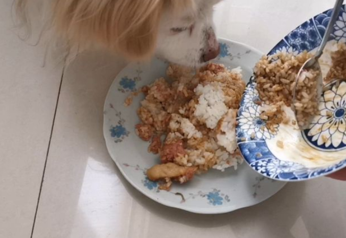 如何自己做狗粮米饭好吃